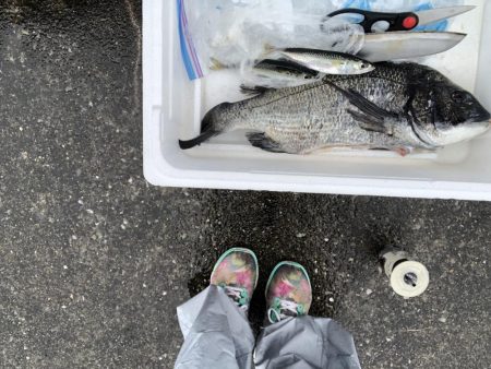 いいサイズのクロダイあがりましたー