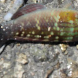 潮が動いてない