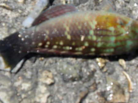 潮が動いてない