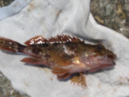 暑くてたまらん