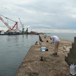 相変わらずピンギスばかりです