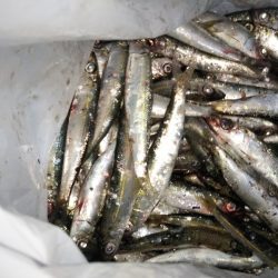 ウルメイワシ爆釣