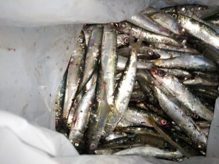 ウルメイワシ爆釣