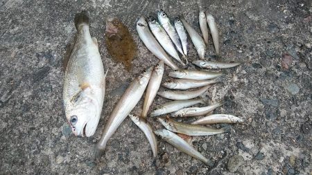 シーズン初の高砂釣行