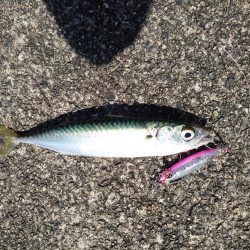 プチ遠征でショアスロー