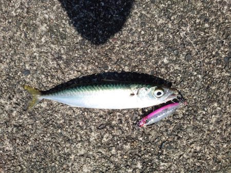 プチ遠征でショアスロー