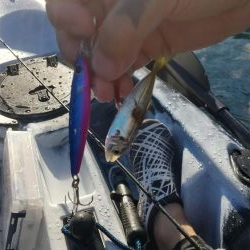 根魚　<゜)))彡　<゜)))彡