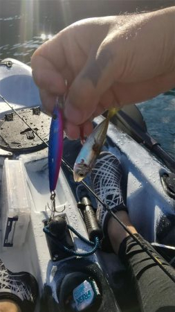 根魚　<゜)))彡　<゜)))彡