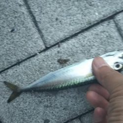 アコウ1、ガシラ4、サバ1