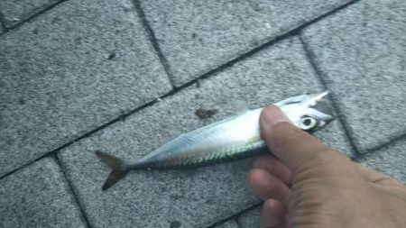 アコウ1、ガシラ4、サバ1