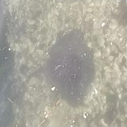 ショアジギング