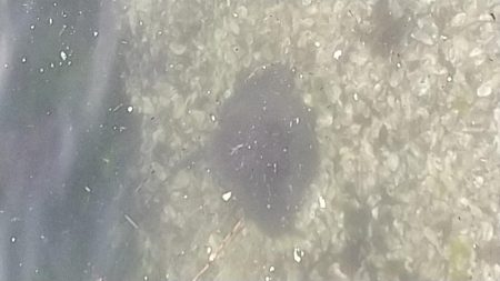 ショアジギング