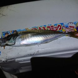 アジ釣り