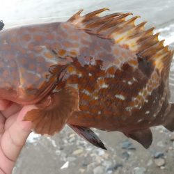 フラット、ロック狙い