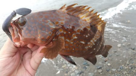 フラット、ロック狙い