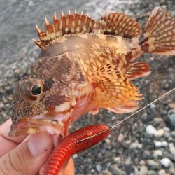 フラット、キジハタ狙いで大型確保