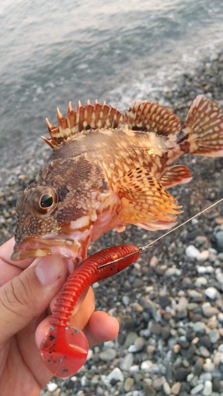 フラット、キジハタ狙いで大型確保