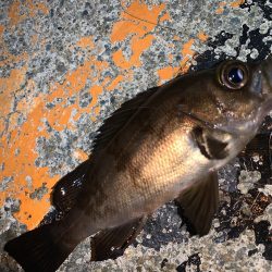 やったぜ!チーバス