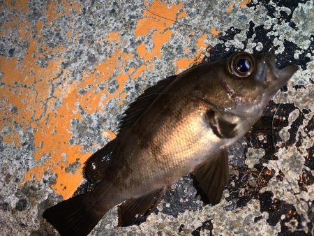 やったぜ！チーバス