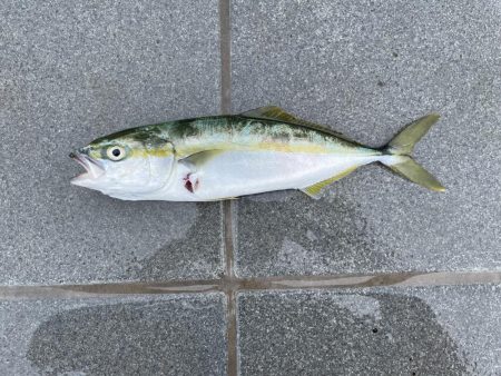 和歌山マリーナシティ大波止