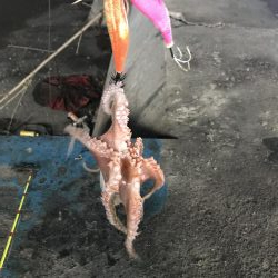 雨前のタコ釣り