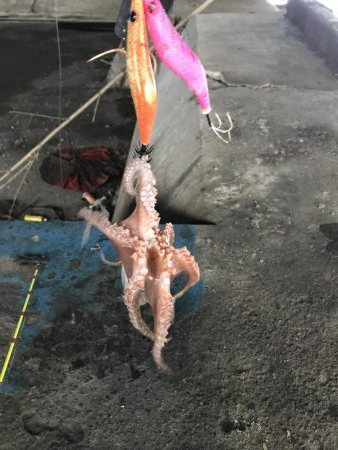 雨前のタコ釣り