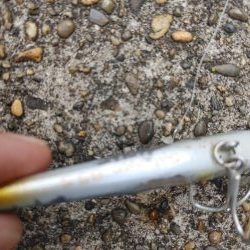 ニゴイでした　残念