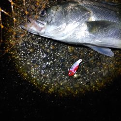 シーバスなんとか一匹 ただ60cm有りました