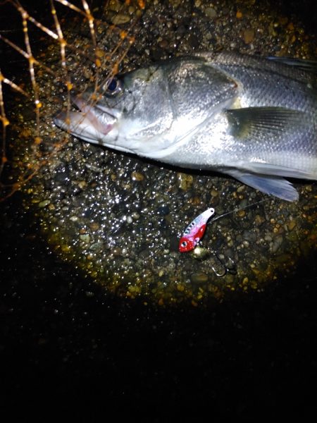 シーバスなんとか一匹 ただ60cm有りました