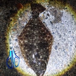 久しぶりのヒラメです