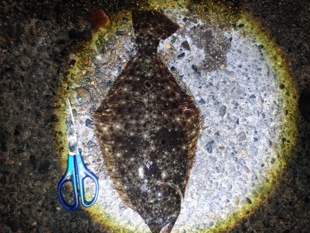 久しぶりのヒラメです