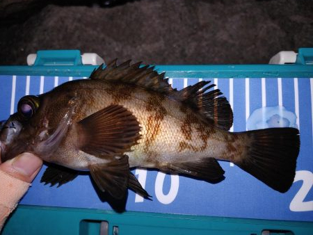 アジングからのメバリング