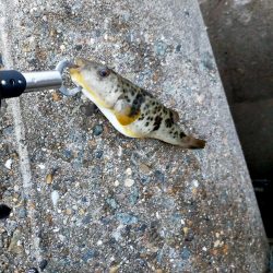 やっぱテキサス面白い。