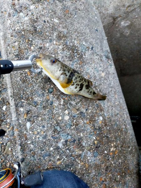 やっぱテキサス面白い。