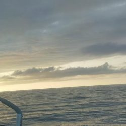 シロイカ好調続く