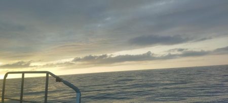 シロイカ好調続く