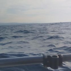 シロイカ好調続く