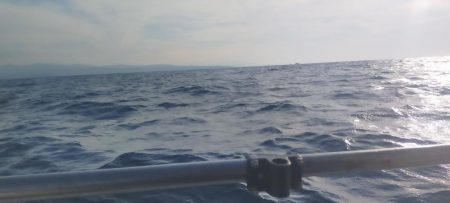 シロイカ好調続く