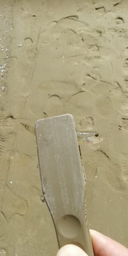 ハゼングからの