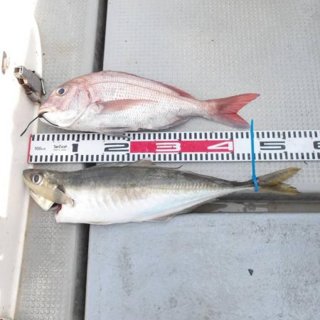 SOUTH(サウス)釣果