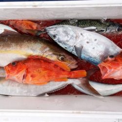 康仁丸・ジギング釣り果