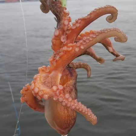 シーバス1 タコ4