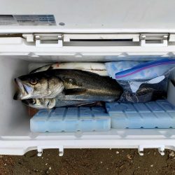 落とし込みでマダカ