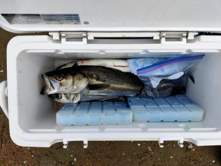 落とし込みでマダカ