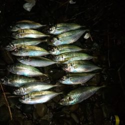 (尺アジ)フロートゲーム