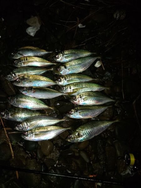 (尺アジ)フロートゲーム