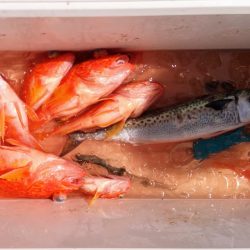 康仁丸・ジギング釣り果