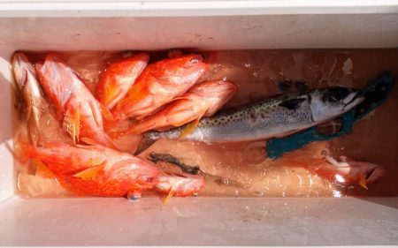 康仁丸・ジギング釣り果