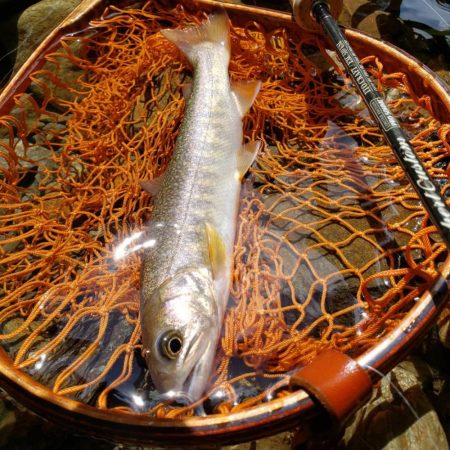 荒れ過ぎた様です( ノД`)…