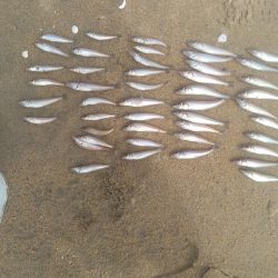 ダイソールアーでマゴチ後シロギス良